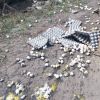 После Пасхи в Благовещенске перевернулся грузовик с куриными яйцами