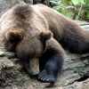 На севере Амурской области оленевода задрал медведь
